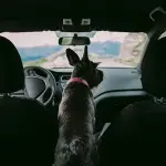 Door Locked with a Child or Pet Inside: What to Do