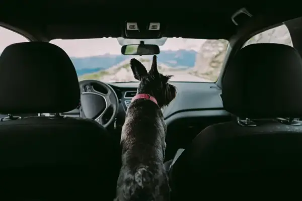 Door Locked with a Child or Pet Inside: What to Do